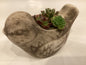 Succulent Bird Planter R589.