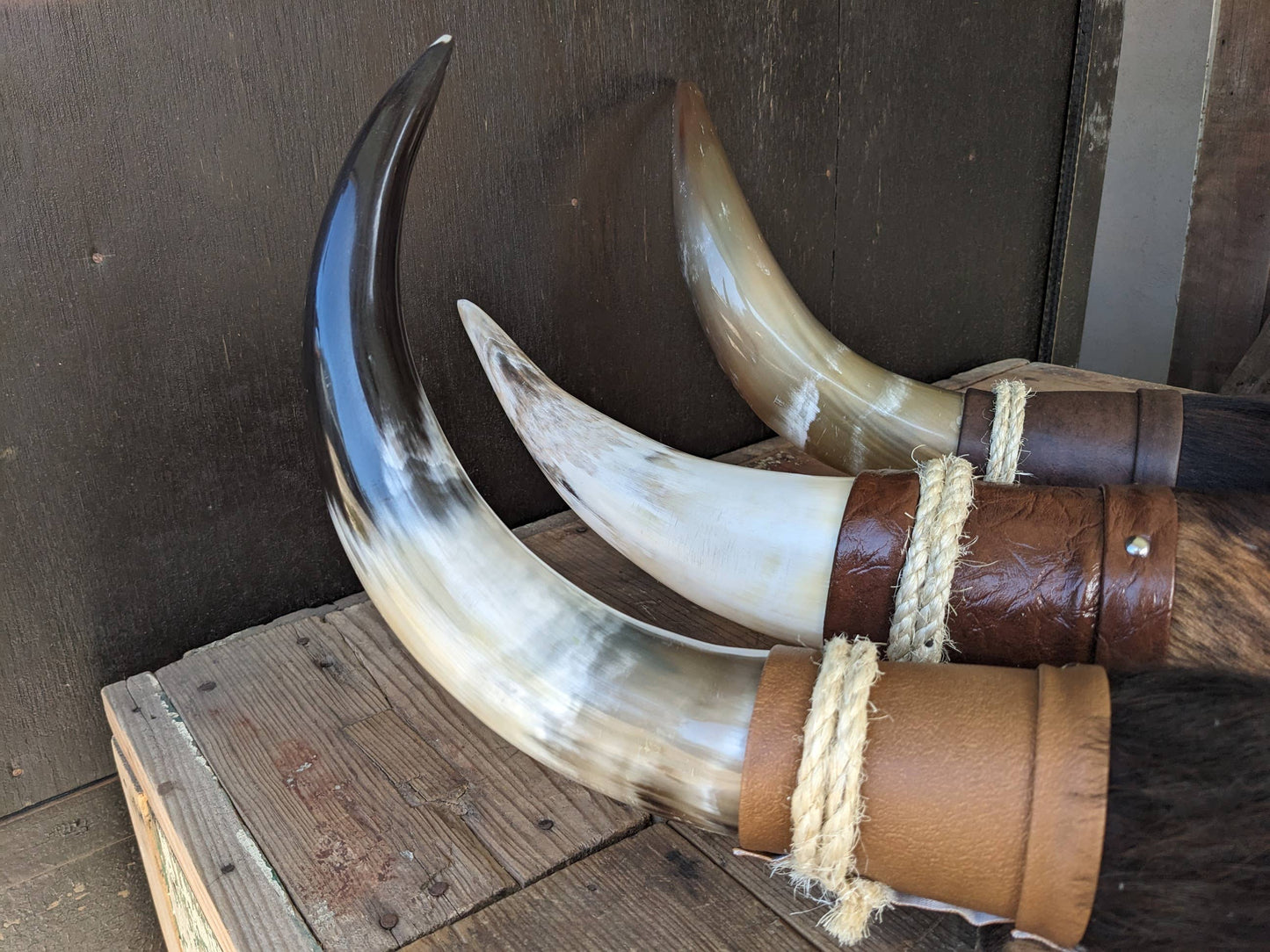 Mounted Cow Horns, 2 to 3 foot wide.