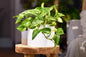 Pothos   R589