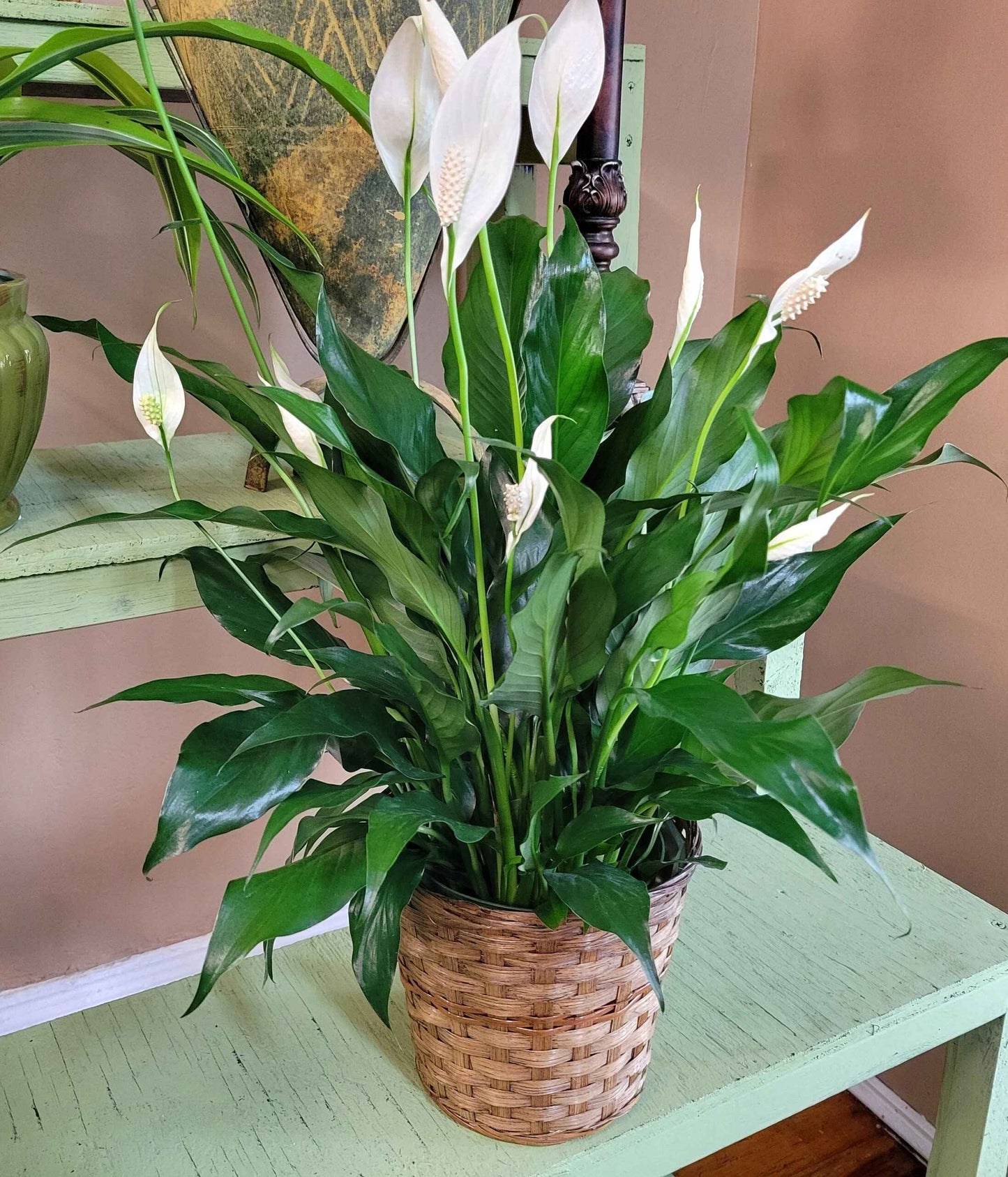 Spathiphyllum  (Peace Lily)  R589