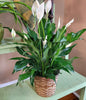 Spathiphyllum  (Peace Lily)  R589